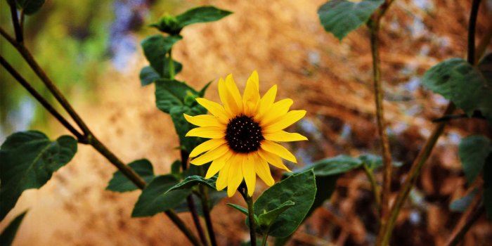 5184x3456 Yellow and black sunflower HD wallpaper | Wallpaper Flare