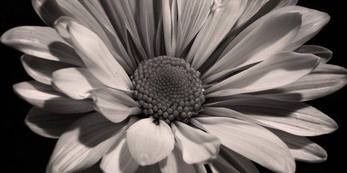 4288x2848 Black And White Sunflower Photography Wallpaper - Flower Photography