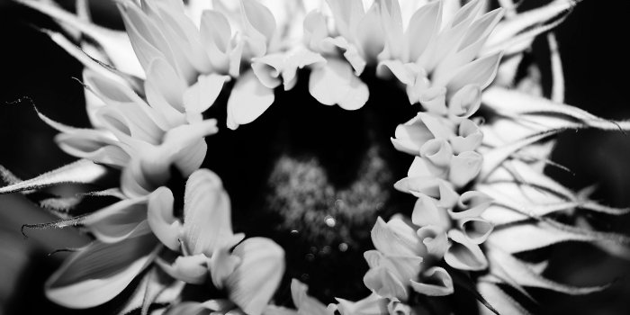 3840x2556 3079280 black and white, close up view, macro photography, sunflower