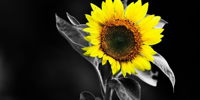 1920x1200 Sunflower Black And White Yellow Color Hd Wallpaper Wide