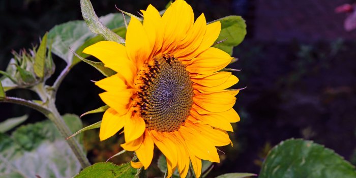 5456x3632 yellow and black sunflower free image | Peakpx