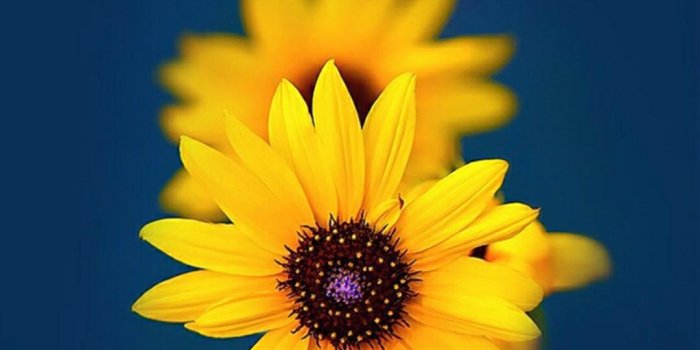1080x1920 HD Sunflower Wallpaper for Android - APK Download