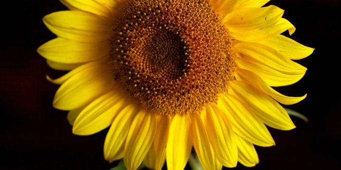 1920x2880 Background with summer flowers sunflower flower isolated on black