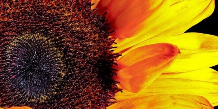 750x1334 Sunflower photography, black background 750x1334 iPhone 8/7/6/6S