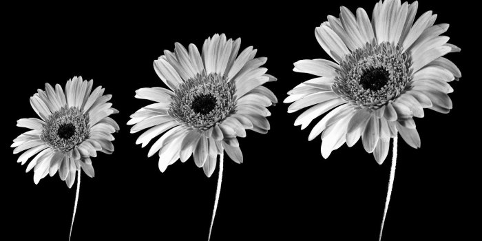1920x1200 Black And White Images Of Flowers 9 Background - Sunflower Black And
