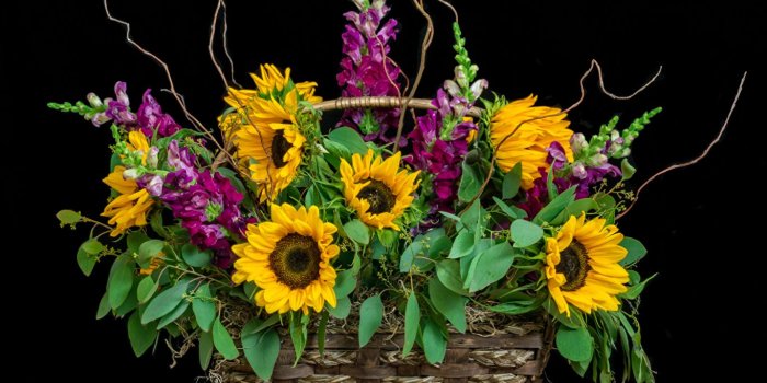 1365x1024 Images bouquet flower Sunflowers Antirrhinum Wicker basket Black