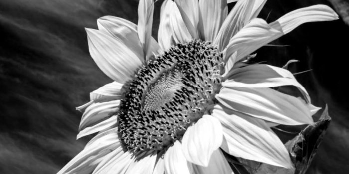 985x1440 Black And White Sunflower Wallpaper (87+ images in Collection) Page 1