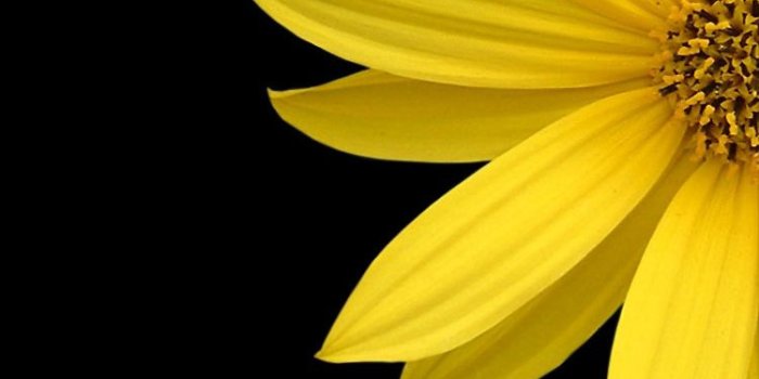 750x1334 Black Flowers iPhone 7 Wallpaper [750x1334]