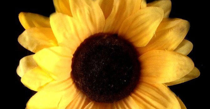 671x1191 Sunflower iPhone Wallpapers - Top Free Sunflower iPhone Backgrounds