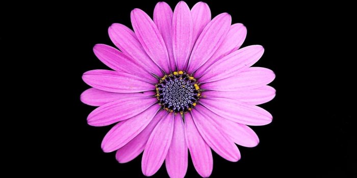 1920x1200 Purple sunflower on black background image wallpaper - HD Wallpaper