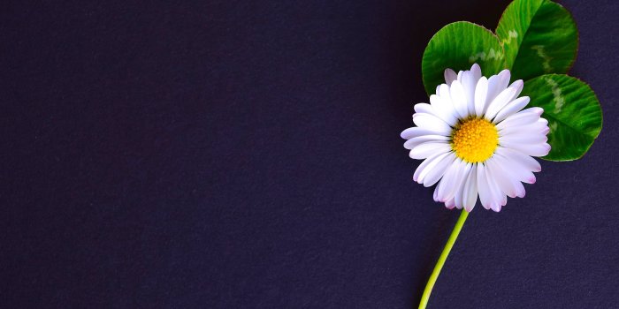 3500x2333 Black background photography of white sunflower HD wallpaper