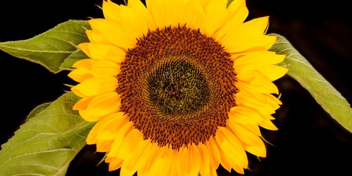 1920x1440 Download Sunflower Head, Black Background HD Wallpaper - Wallpapers
