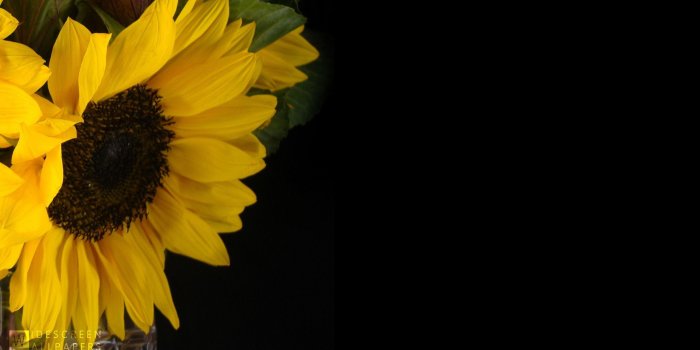 2560x1440 Black Sunflower Wallpaper – HD Wallpapers