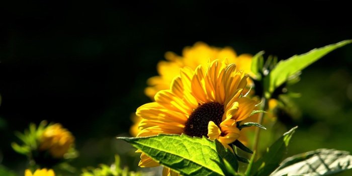 1440x900 Sunflower Wallpapers HD Pictures Desktop Background