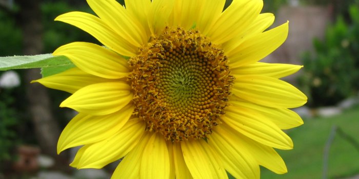 2048x1536 Black And White Sunflower Photography Wallpaper | Amazing Wallpapers