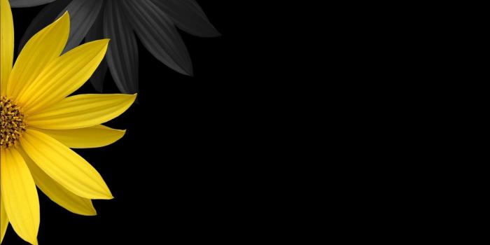 1895x1080 Yellow Black Flowers Wallpaper