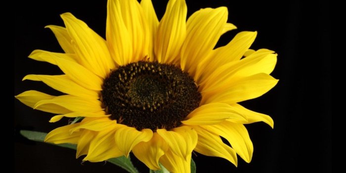 1368x855 Black Sunflower Wallpaper | Gardening: Flower and Vegetables