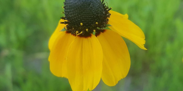 2954x2590 yellow and black sunflower free image | Peakpx
