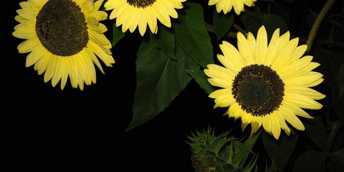 1920x1080 Wallpaper sunflowers, bouquet, bright, shiny, black background