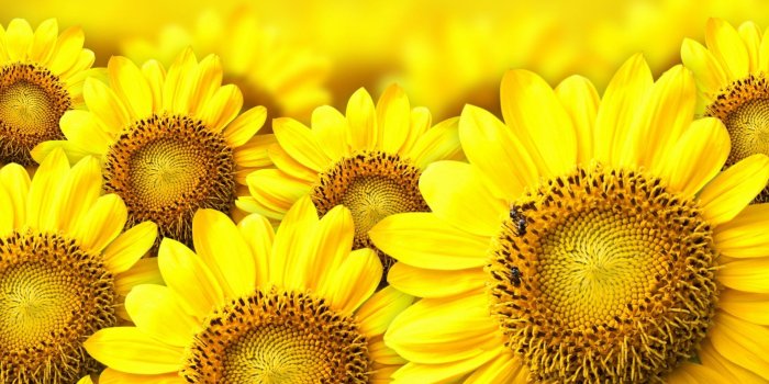 1920x1080 Sunflower Wallpaper (24+ images) on Genchi.info
