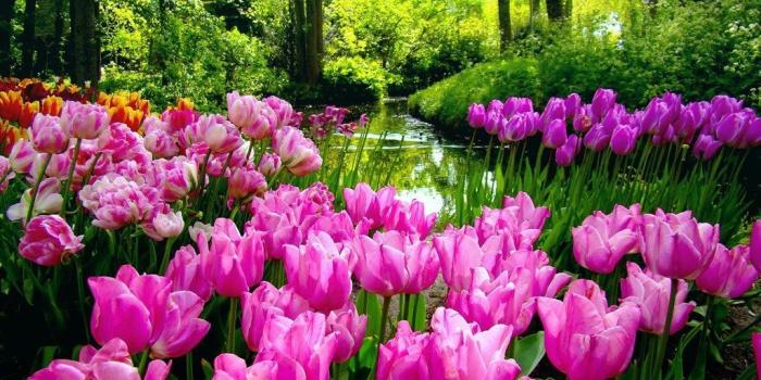 1024x768 Spring Garden Desktop Wallpapers - Top Free Spring Garden Desktop