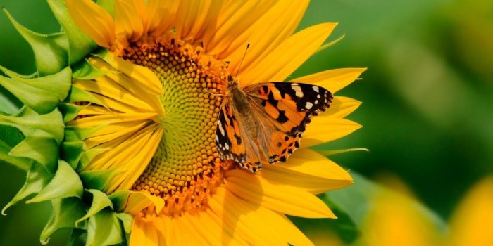 1130x706 Big Big Sunflower wallpaper