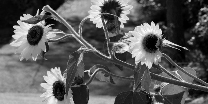 3000x2000 Flowers: Wildflower Monochrome Sunflower White Black Hd Flower Field