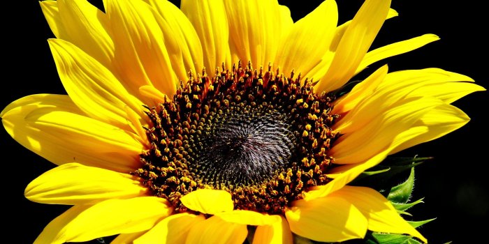 2560x1600 Yellow and black petaled flower, flowers, sunflowers, plants, yellow