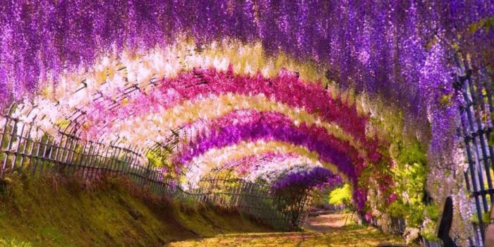 1920x1080 Flower Garden Wallpapers For Desktop - 52DazheW Gallery