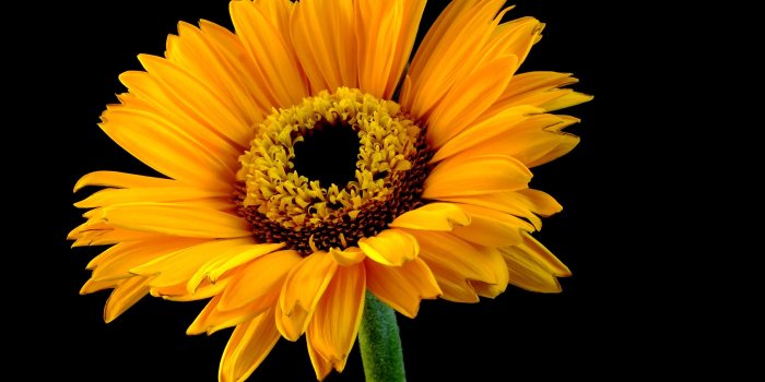 3840x2160 Wallpaper Sunflower, yellow petals, black background 3840x2160 UHD