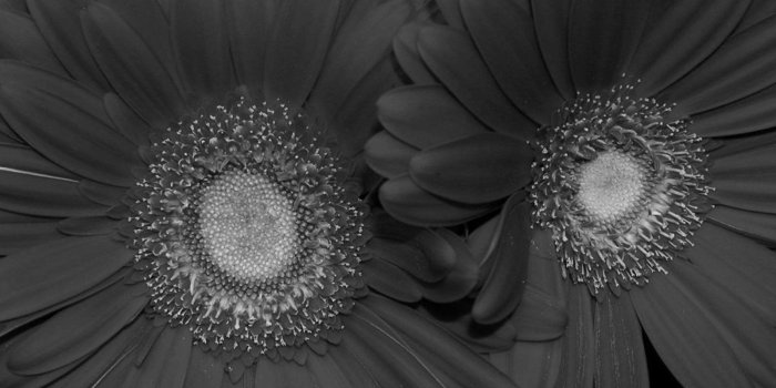 1600x1200 Flowers Black And White Red Sunflower Wallpaper. Black And White