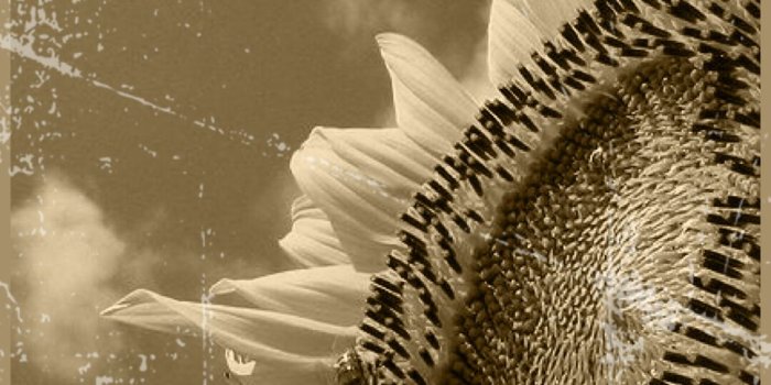 1080x1920 Sunflower black and white | wallpaper.sc iPhone7Plus