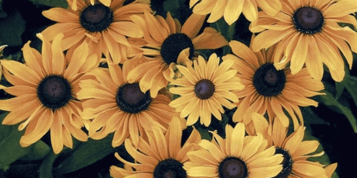 750x1334 Sunflower Aesthetic Wallpapers - Top Free Sunflower Aesthetic