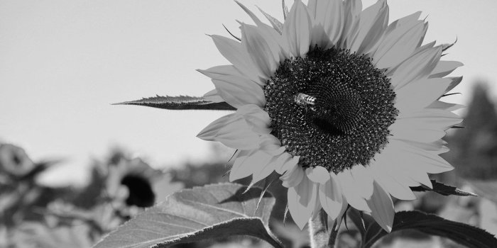 1350x882 Bilderdepot24 Photo Wallpaper - Wall Mural Sunflower with bee