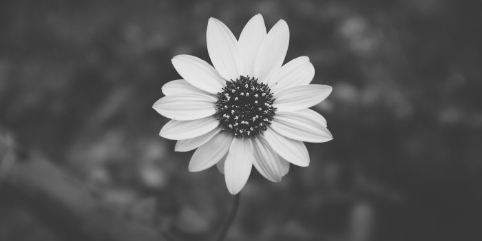 4896x2754 5375738 4896x2754 #petal, #fresh, #black background, #black