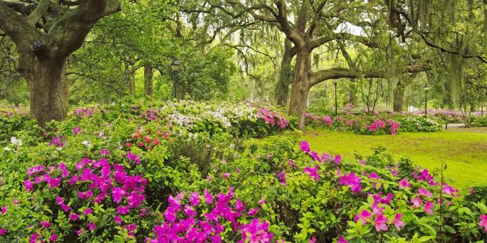 1920x1080 Garden Desktop Wallpaper - Wallpapers Browse