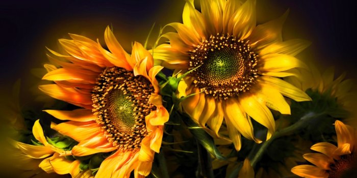 1920x1200 Sunflower Desktop Wallpapers (72+ background pictures)