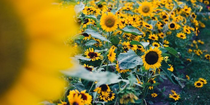 1332x850 Wallpaper field, leaves, sunflowers, flowers, nature, background