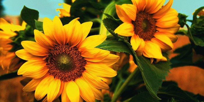 1024x768 Free Wallpapers: Sunflower Wallpaper