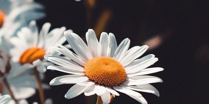 1366x2428 Top 25+ sunflower wallpaper hd HD Wallpapers