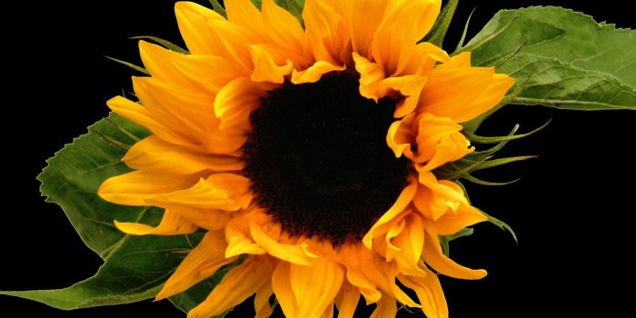 1600x1200 Free sunflower black photo files Stock Photo - FreeImages.com