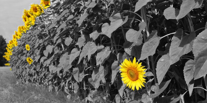 3872x2592 89+ Sunflower Background Black And White - Rock Wood White Texture