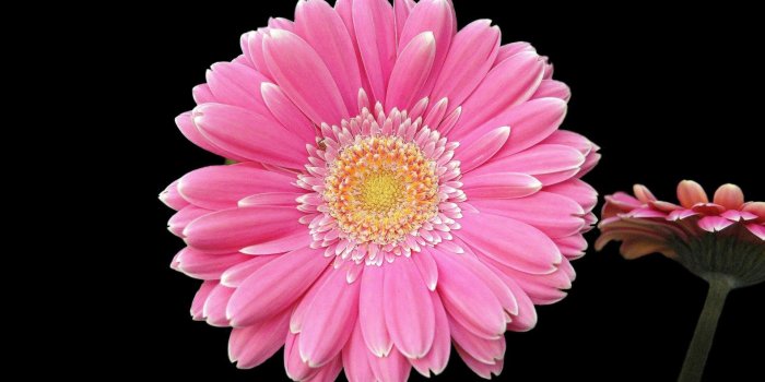 1920x1200 Pink sunflower on black wonderful wide wallpapers HD Wallpapers