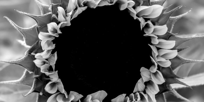 1920x1439 sunflower - HD Wallpapers