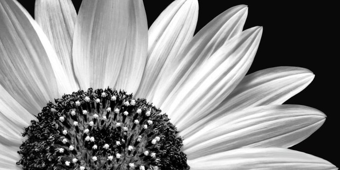 1024x819 Black And White Sunflower Wallpaper Black And White Sunflower Janet
