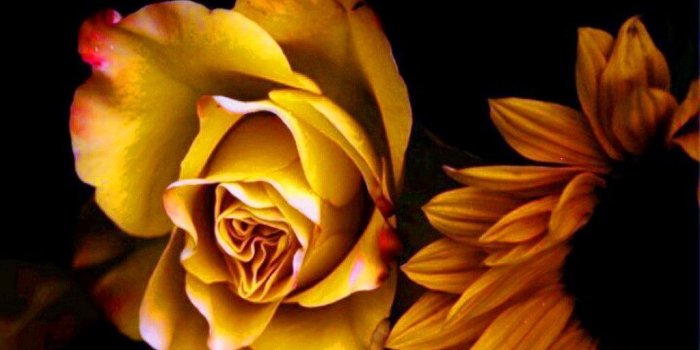 1024x768 40+ Autumn Sunflower Wallpapers - Download at WallpaperBro