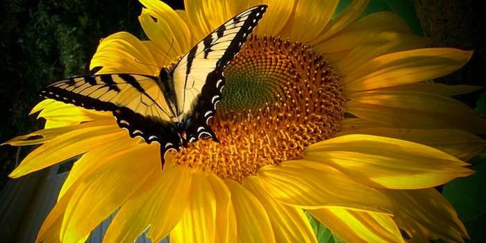 1153x769 Wallpaper Butterflies: Butterfly Sunny Black Summer Yellow Flowers