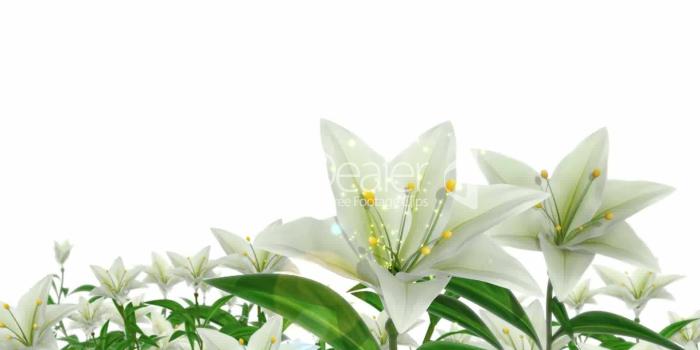 1920x1080 50+ Easter Lilies Wallpapers on WallpaperPlay