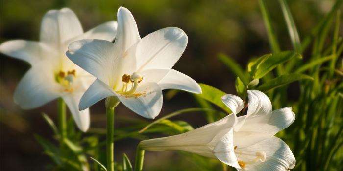 1920x1200 50+ Easter Lilies Wallpapers on WallpaperPlay