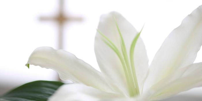 1920x1200 50+ Easter Lilies Wallpapers on WallpaperPlay